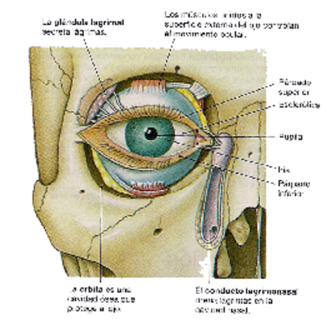 ojo-externo-Moodle-10-27.pdf