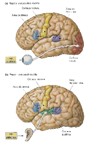 corteza-cerebral-lectura-Moodle-9-23.pdf