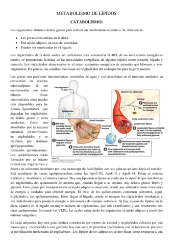 Metabolismo-de-lipidos.pdf