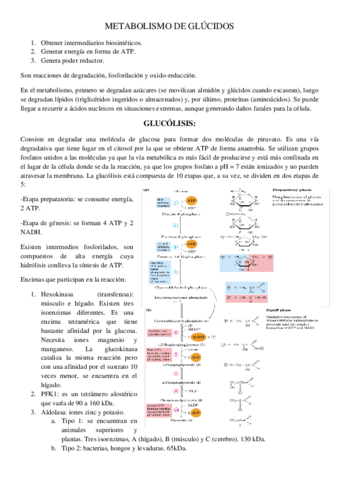 Metabolismo-de-glucidos.pdf