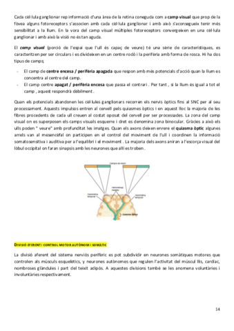 neurofisiologia-14-16.pdf