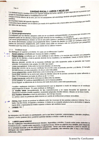 Apuntes-morfo.pdf