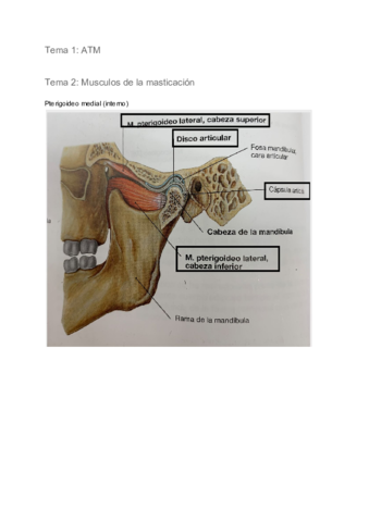 Apuntes-examen-practico-de-morfo-.pdf