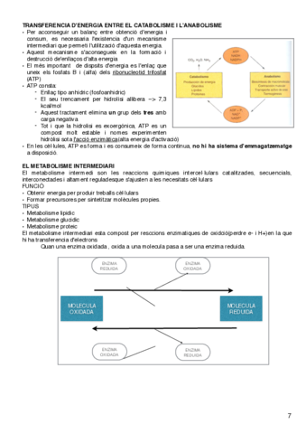 introduccic3b3n-al-metabolismo-7-8.pdf