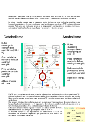 metabolismo-3-4.pdf
