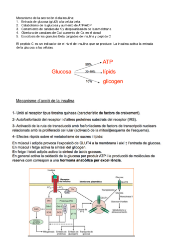 metabolismo-5-6.pdf