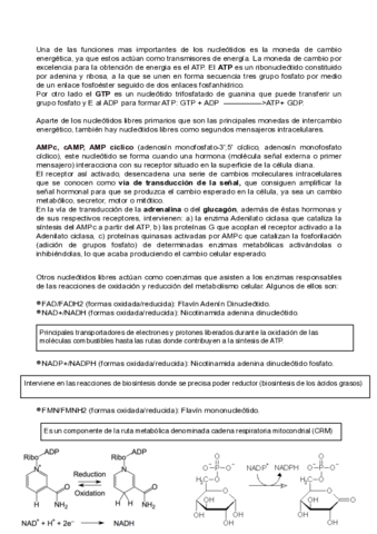 apuntes-de-bioquimica-25-26.pdf