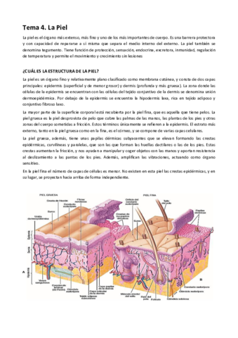 TEMA-4.pdf