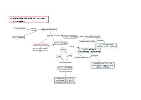 NERVIO-ESPINAL.pdf