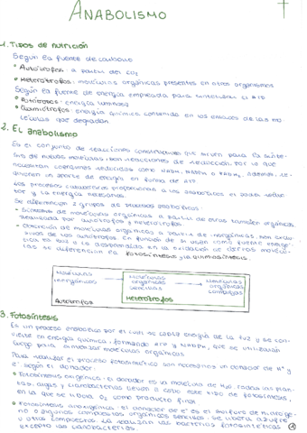 Anabolismo.pdf