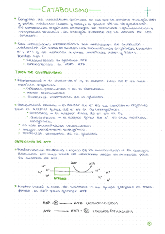 Catabolismo.pdf