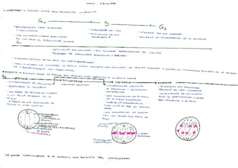 ciclo-celular-y-mitosis-esquema.pdf