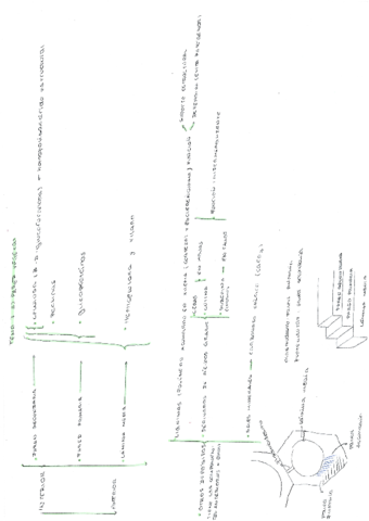 esquema-estructura-pared-celular-.pdf