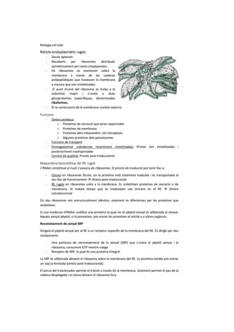 biocel-7.pdf