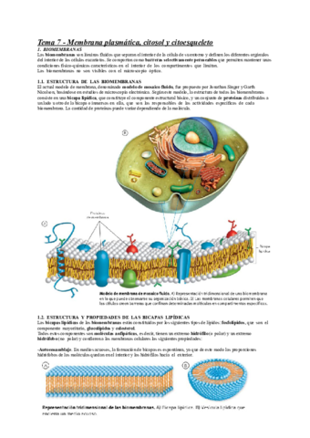 Tema-7-Membranaplasmaticacitosolcitoesqueleto.pdf