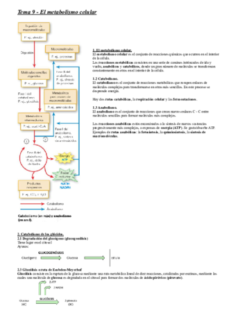 Tema-9-El-metabolismo-celular.pdf