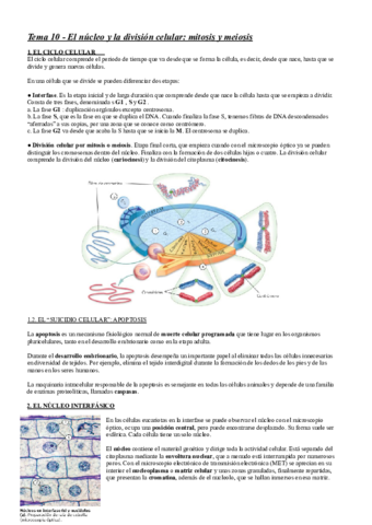 Tema-10-El-nucleo-y-la-division-celular-mitosis-y-meiosis.pdf