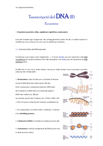 Transcripcio-del-DNAeucariotes.pdf