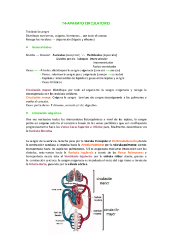 TEMA-4aparato-circulatorio.pdf