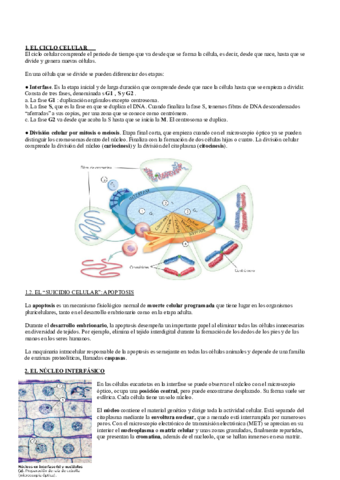 El-nucleo-y-la-division-celular-mitosis-y-meiosis.pdf