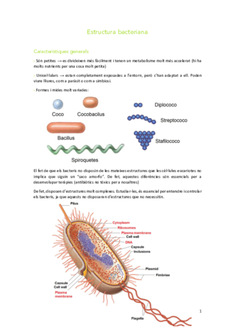 Estructura-bacteriana.pdf