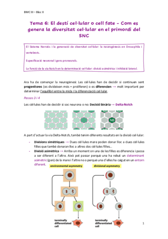 Tema6Desticellularcell-fateSNC.pdf