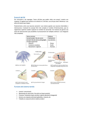 neuro-bio-21.pdf