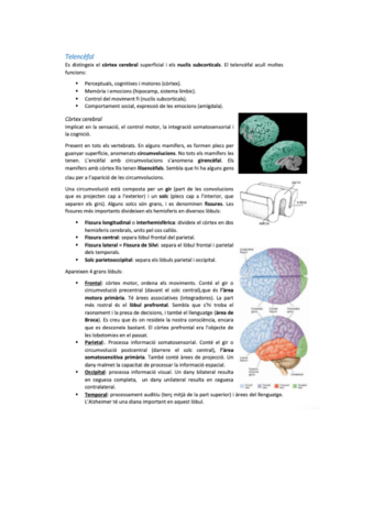 neuro-bio-31.pdf