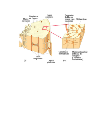 tejidos-membranas-piel-y-derivados-15.pdf