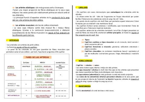 anatomia-cardio-final-3-4.pdf