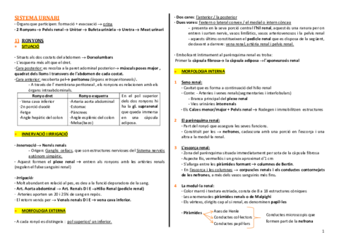 anatomia-urinari-1-2.pdf