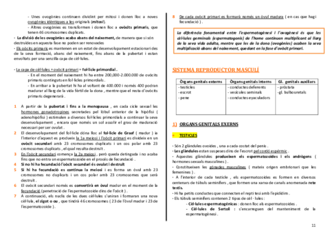 anatomia-urinari-11-12.pdf