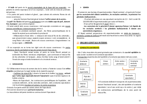 anatomia-urinari-13-14.pdf