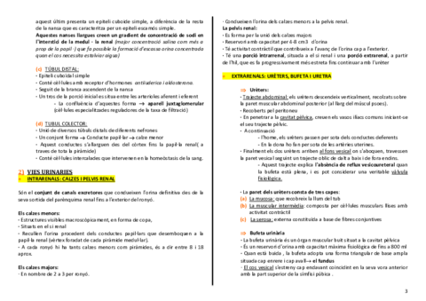 anatomia-urinari-3-4.pdf