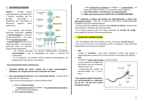 anatomia-urinari-15-16.pdf
