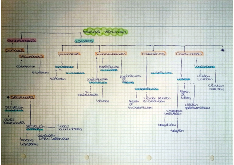 Tejidos-animales-y-vegetales.pdf