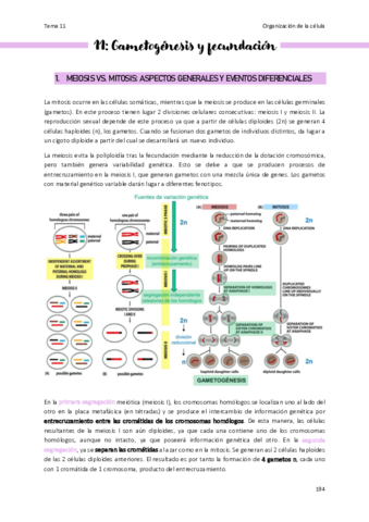 Tema-11-Organizacion-de-la-celula.pdf