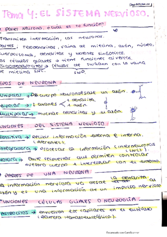 Resumen-Tema-4-Anatomia.pdf