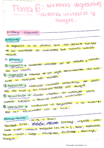 Resumen-Tema-6-Anatomia.pdf