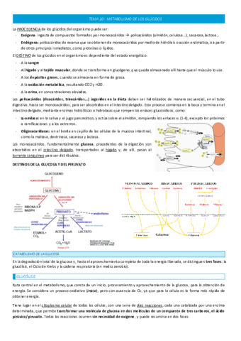 TEMA-10-METABOLISMO-DE-LOS-GLUCIDOS.pdf