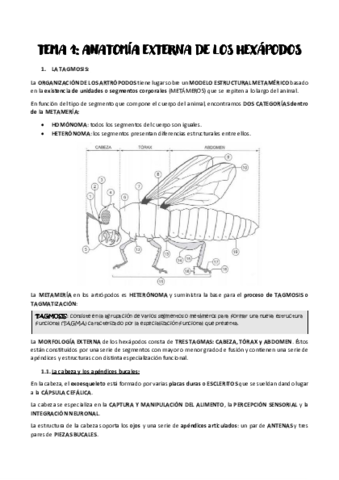 TEMA-1.pdf