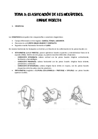 TEMA-3.pdf