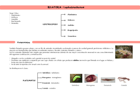 Bilaterales-LOFOTROCOZOOS.pdf