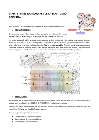 Tema-4-plasticidad.pdf