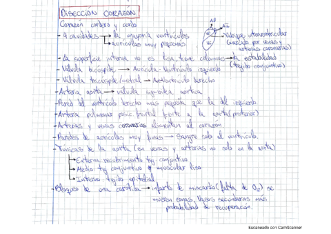 Diseccion-Corazon-de-Cerdo.pdf