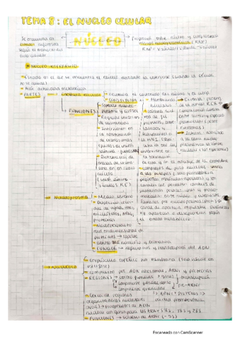 La-celula-Nucleo.pdf