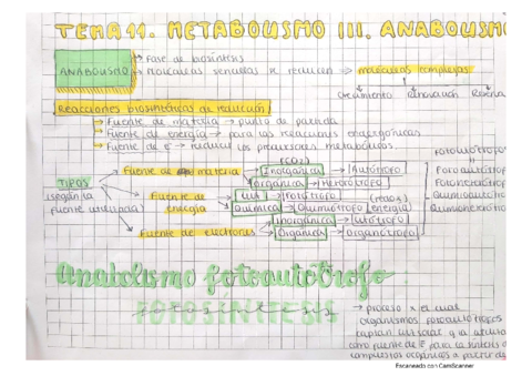 Metabolismo-Anabolismo.pdf