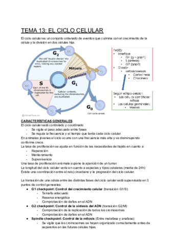 TEMA-13-EL-CICLO-CELULAR.pdf