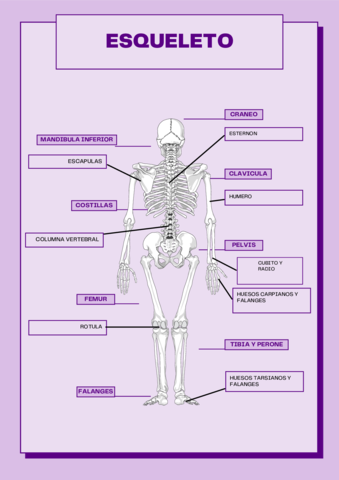 Morado-Con-Lineas-Sistema-Solar-Astronomia-Poster-1.pdf