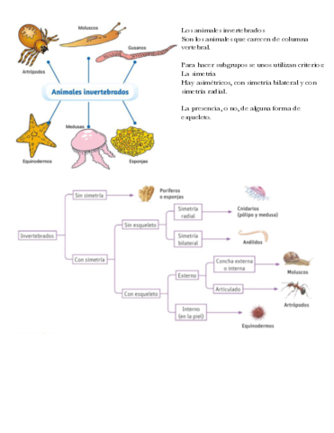 Tema-9-Animales-invertebrados.pdf